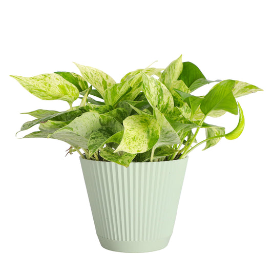 Thorsen's Greenhouse Marble Queen Pothos, Live Indoor Plant, Easy to Grow, Rare Variegated Houseplant, Natural Air Purifier, 6-inch Diameter Pot (Sage)