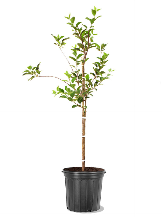 American Plant Exchange Apple Tree 'Honey Gold' – Live Fruit-Bearing Plant, 5-Gallon Pot, Cold-Hardy, for Home Orchards, Backyard Gardens & Edible Landscapes
