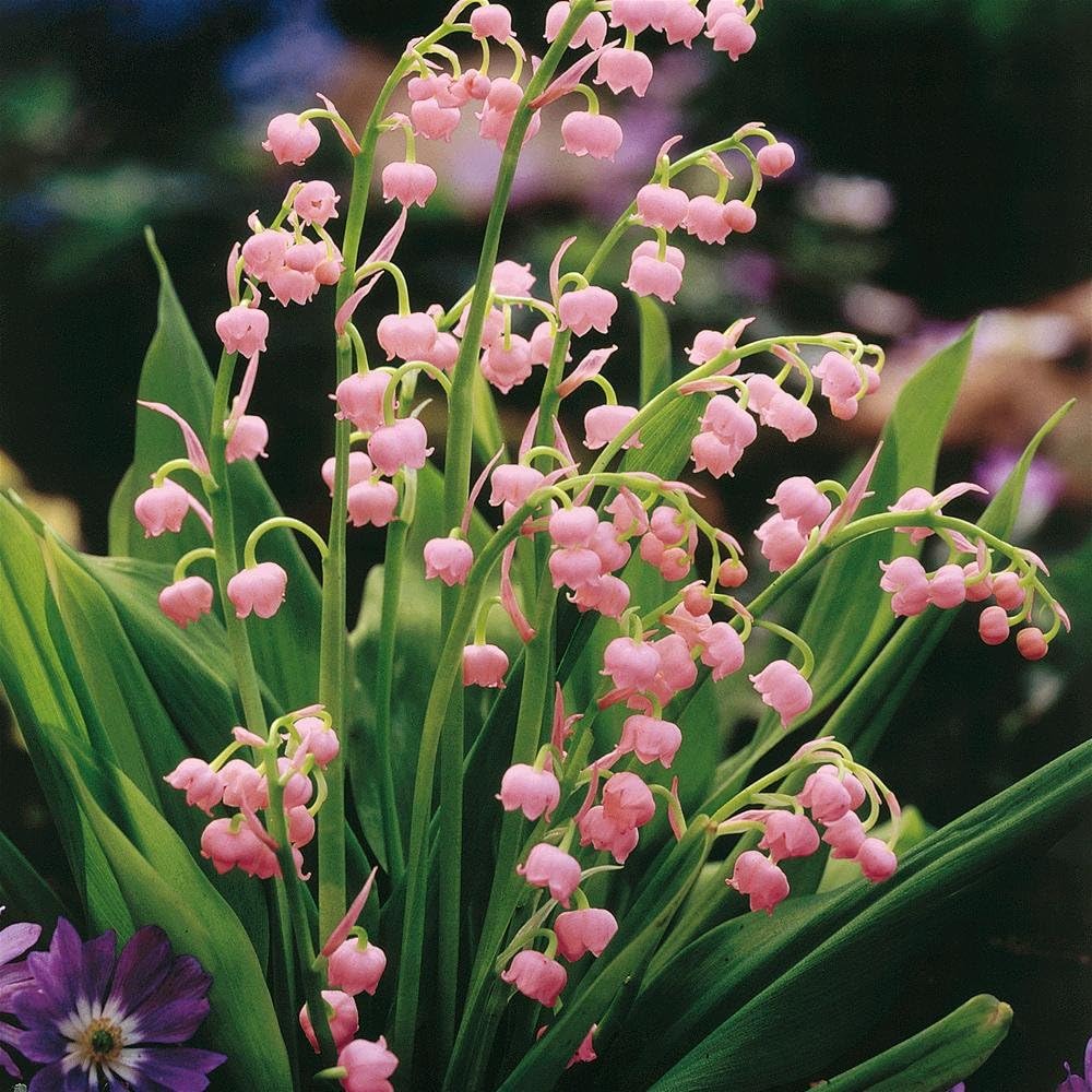 Votaniki Pink Lily of The Valley Bare Root - Hardy Perennial, Bell Shaped & Fragrant Flowers | Spring Flowers, Convallaria Majalis VAR. 'Rosea', Easy to Grow (8 Pack)
