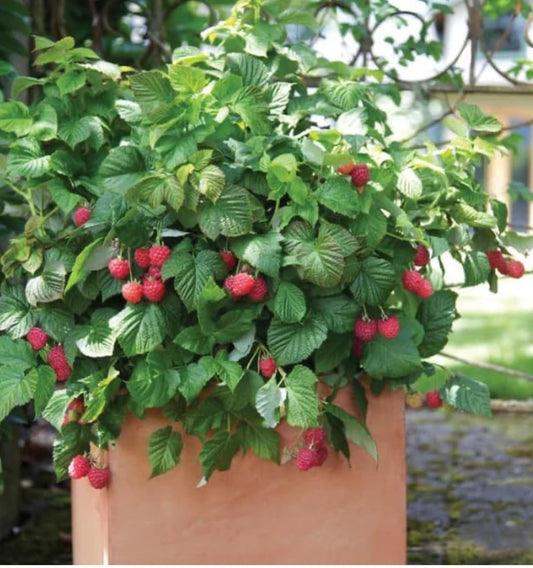 Raspberry Shortcake (Dwarf, Thornless Raspberry) 1 Live Plant in Pot