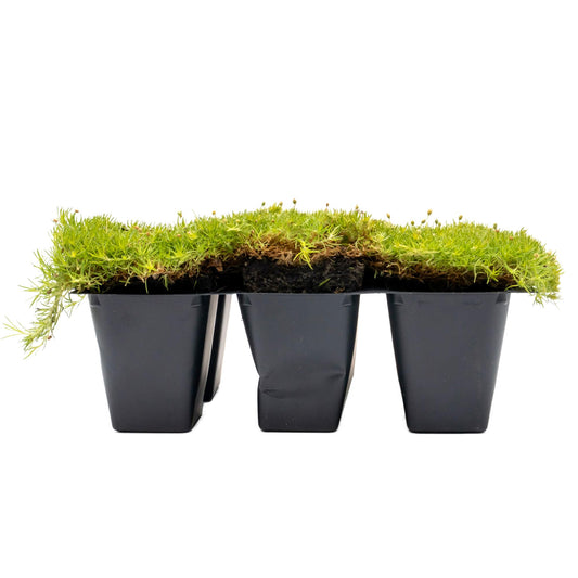 6 Scottish Moss – Soft Golden Evergreen Groundcover for Rock Gardens, Pathways & Containers (Sagina subulata ‘Aurea’) in 2.5″ Cubes, Live Plants