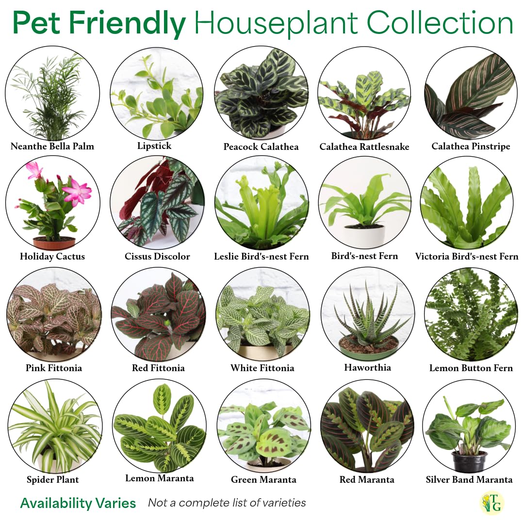Thorsen's Greenhouse Live Pet Safe Houseplants (3 Pack), Easy to Grow, Pet Friendly & Non-Toxic, Grower's Choice Bundle, 4-inch Diameter Established Plants, Nursery Pot (3-Pack)