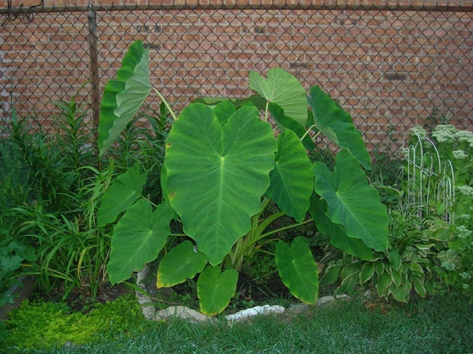 LovelyGarden 10 Live Colocasia Esculenta Elephant Ear Taro Gabi Kalo Eddo Bulbs Ready to Grow