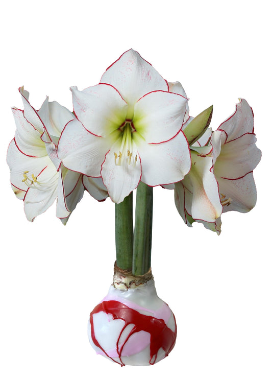 Picasso Waxed Amaryllis Bulb White Wax with Pink and Red Splatter Size 32/34