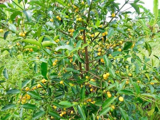 Live Plant - Lemon Drop Mangosteen (Garcinia Intermedia) Fruit Tree 3″-12″