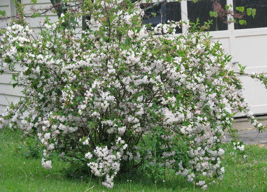 Live Plant - White Weigela Rounded Shrub - 6-12" Tall Plant, 4" Pot - Weigela Florida 'White'