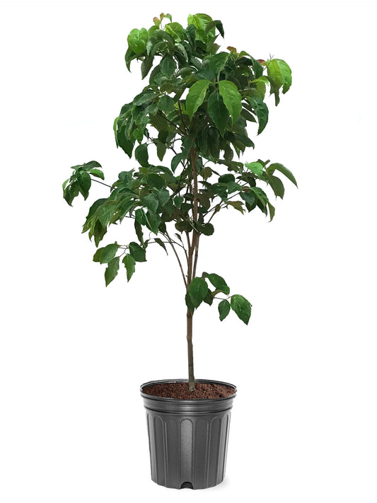 American Plant Exchange Dogwood Tree 'Cherokee Princess' – Live White Flowering Tree, 5-Gallon Pot, Cold Hardy Native Ornamental for Outdoor Landscapes and Pollinator Gardens