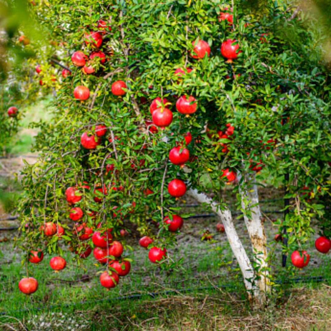 2 Fast-Growing Pomegranate Trees Live Plants, Cold Hardy, Spring Planting, Starter Size from 4 to 8 Inc, Sweet Fruit Tropical Plant