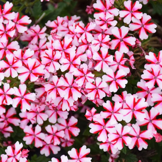 Pack 2 Bicolor Perennial Verbena Plants, Red White Verbena Live Plants, Verbena Flower Trailing Plants Live for Planting, Verbena Plants in Zones 7 to 11
