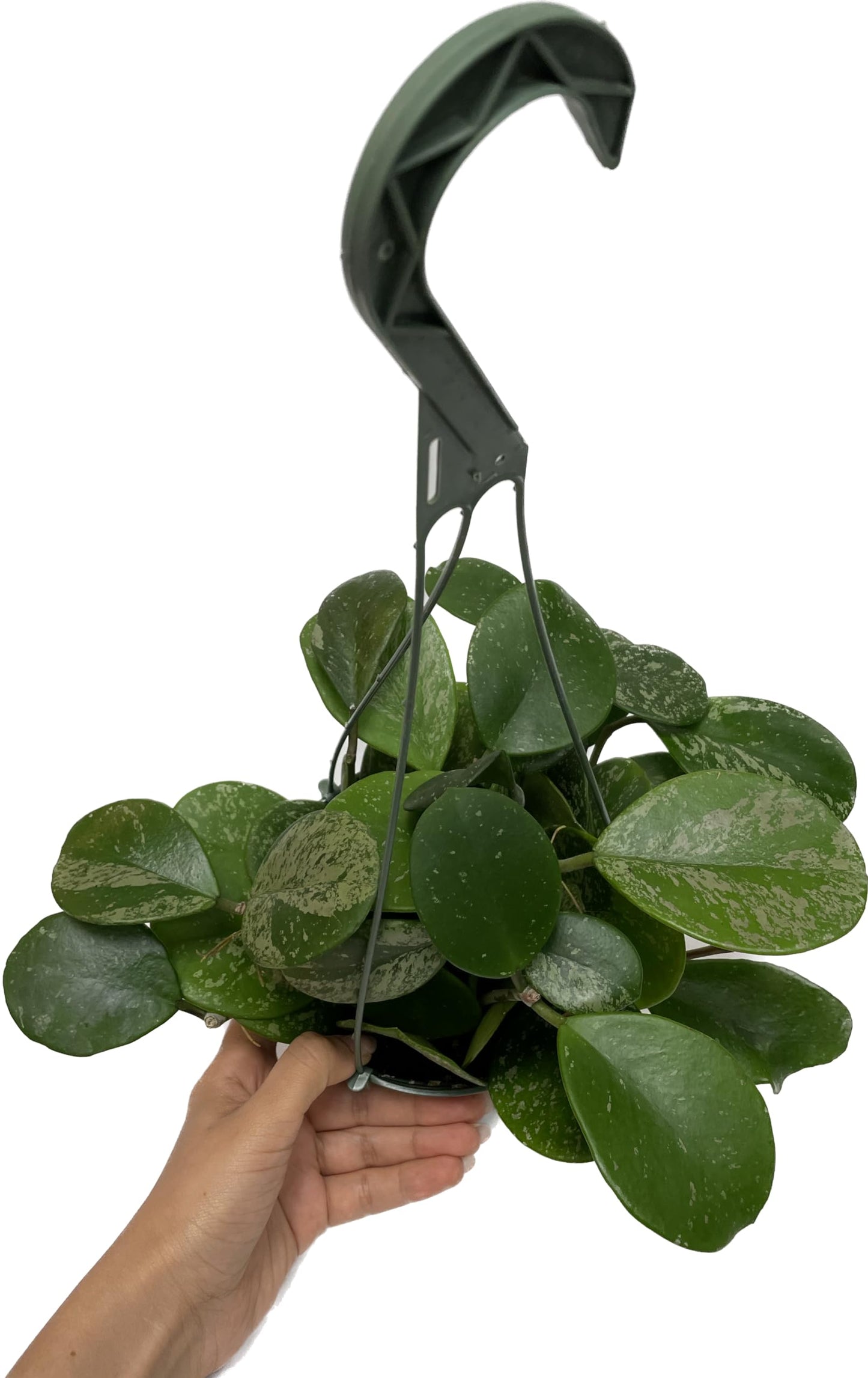 Hoya Obovata Spalsh Available in 2" Pot, 4" Pot, and 6" Hanging Pot Hoya Live Plants Live Houseplants California Seller (One Small Plant, 4" Pot)