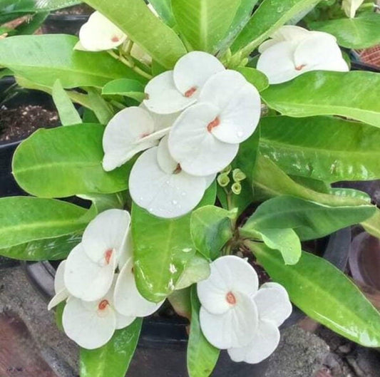 Live Plant - Term Ngern-Crown of Thorns-Euphorbia Milii Christ Plant