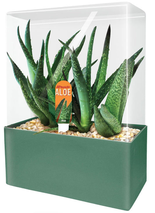 Grow Your Own Aloe Plant - Nurture Your Own Altruistic Aloe Plant Terrarium Starter Kit with Complete Supplies for Easy-to-Grow Indoor Succulents - Just Add Water
