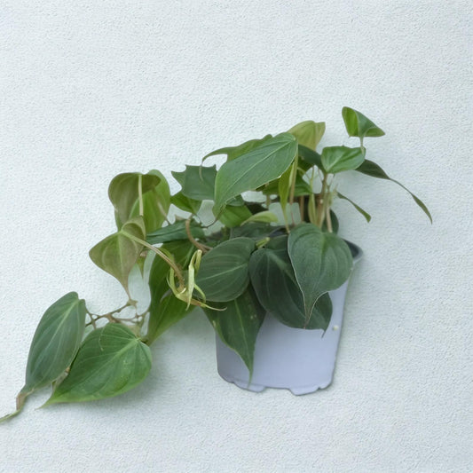 Philodendron Micans Live Plant – Rare Velvet Leaf Trailing Philodendron Vine – Fully Rooted Indoor Tropical Houseplant – Easy Care Decorative Plant Gift for Home Decor & Gardens (Heat Pack Included)