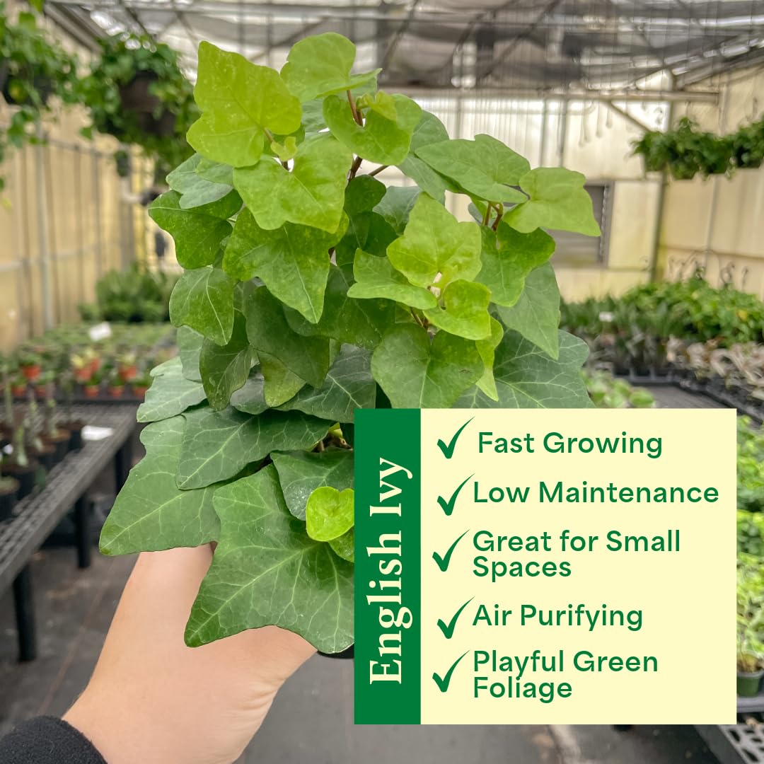 Thorsen's Greenhouse Live Green English Ivy Plant, Hedera Helix, Natural Air Purifier, Easy to Grow, Live Indoor Houseplant, (Nursery Pot - 6" Pot)
