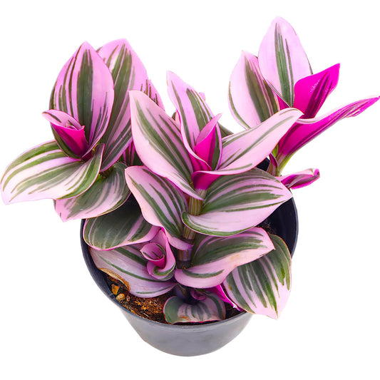 Sprout N Green Tradescantia Nanouk, Rare Pink Live Succulent Fully Rooted in 4" Pot, Trailing Houseplant for Indoor Outdoor Home Office Wedding Hanging Decor, Keep Away from Pets, Easy to Care