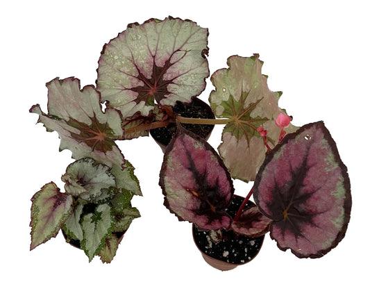 Assorted Rex Begonia Plants - 3 Plants - 2" Pots - Great Houseplant