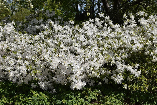 Azalea GG Gerbing | 1 Extra Large Trade 3 Gallon Plants | Lush & Radiant White Blooms, Hardy & Versatile, Ideal for Indoor/Outdoor Planting & Decor
