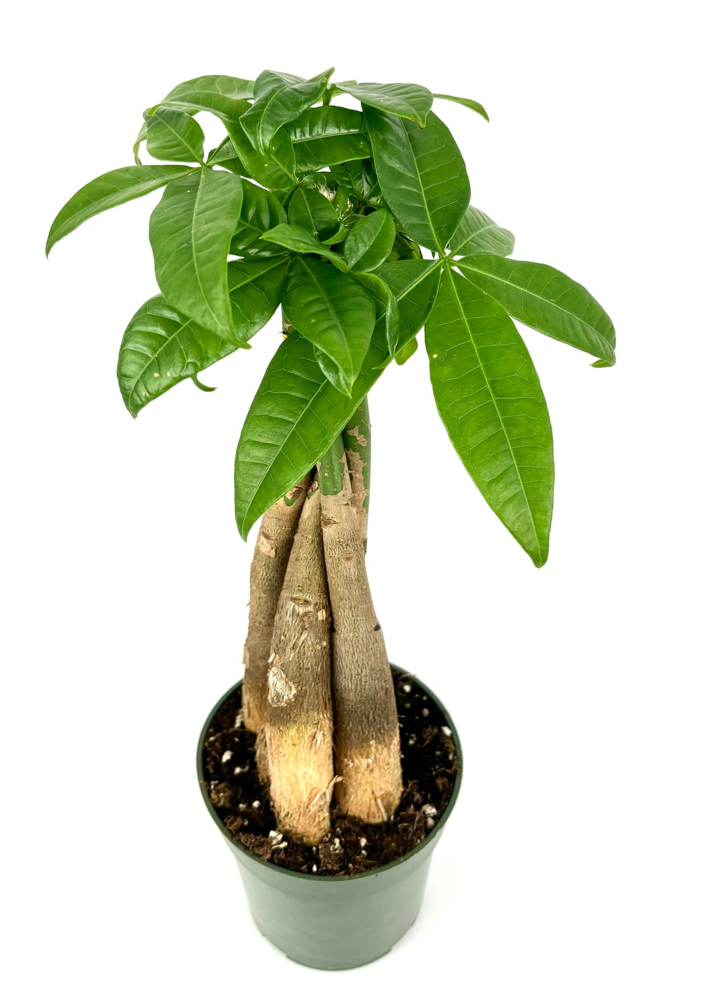 Money Tree Braided Pachira Aquatica Live House Plant Feng Shui, 4" Pot