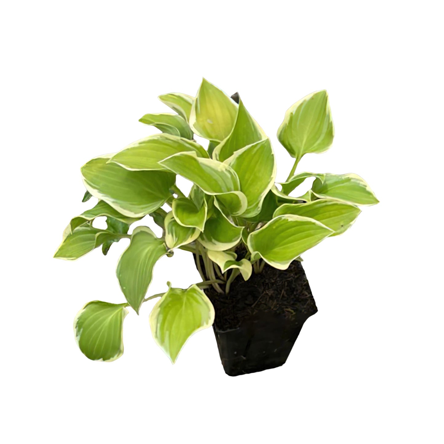 Live Perennial Hosta - Assorted Varieties (3 Plants Per Pack) Beautiful Accent Plant, 10" Tall by 4" Wide in 1 Qt Pot
