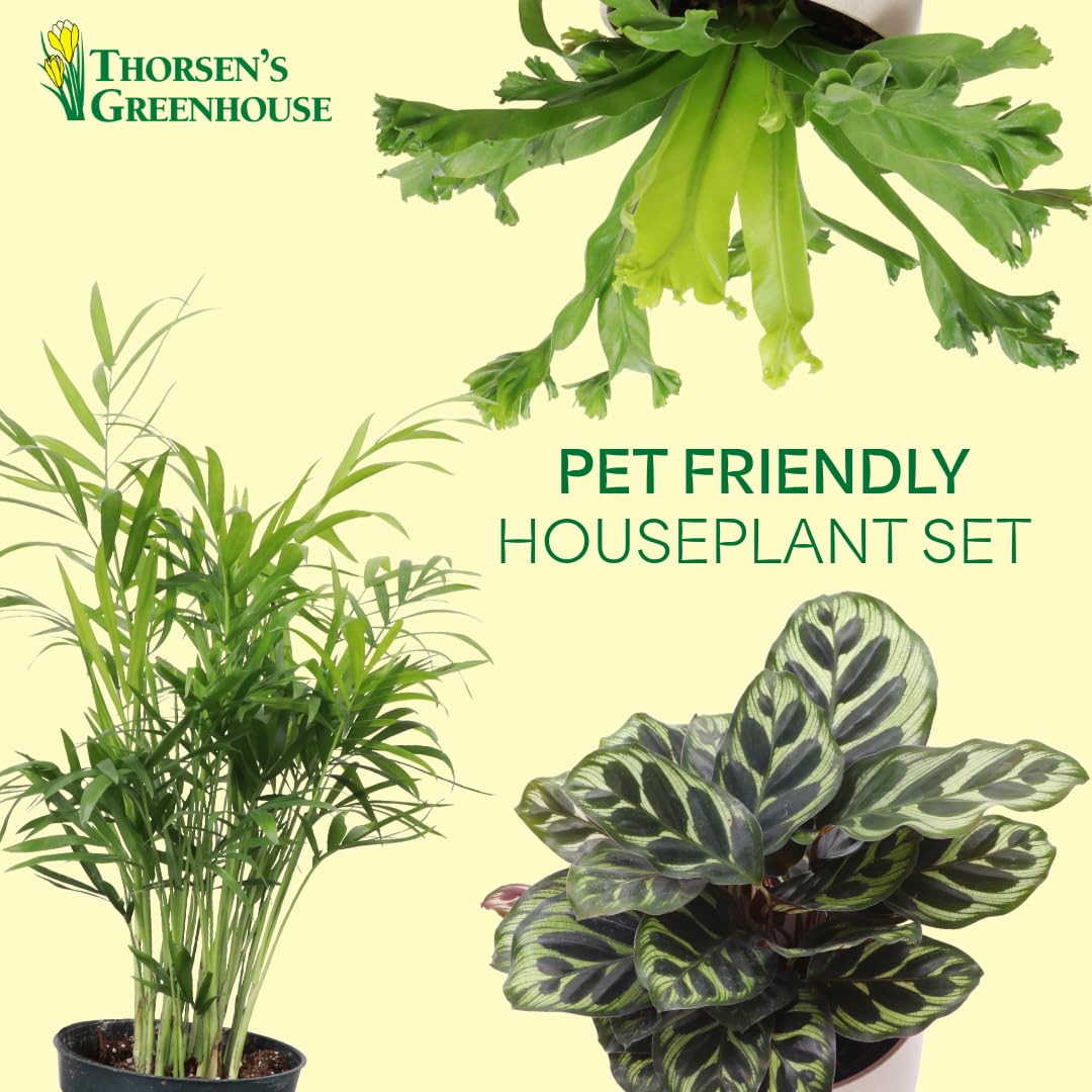 Thorsen's Greenhouse Live Pet Friendly Indoor Houseplants, Live Plants, Safe for Pets, 4" Diameter Pot, 3-Pack (Brushed Silver)