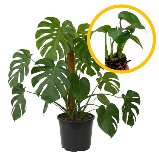 ragnaroc Monstera Deliciosa 2-4" 8ct – Live Plant for Indoor Outdoor Use, Garden & Landscaping – Live Arrival Guaranteed
