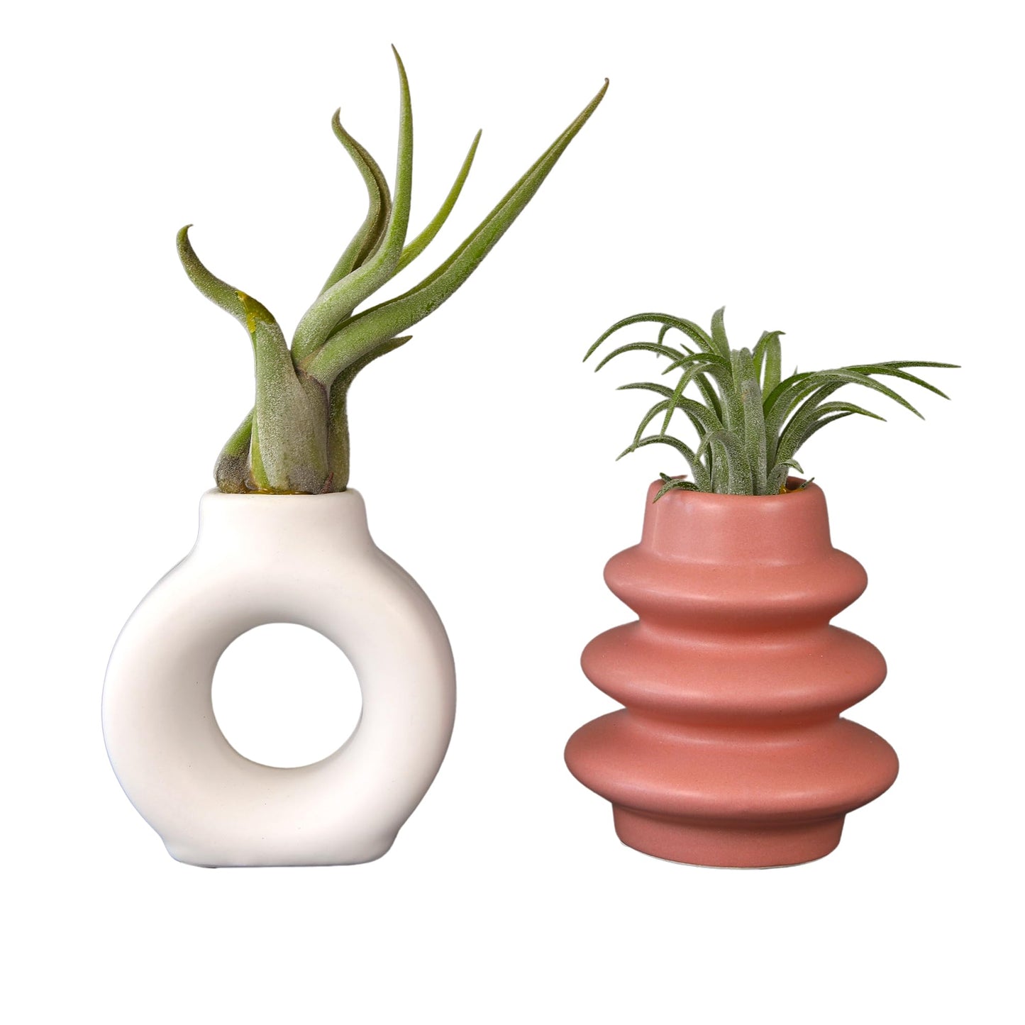Live Air Plants with Decorative White & Pink Air Plant Holder Duo (2-Pack), Easy Plant Gift, Non-Toxic & Pet Friendly Plants, Air Plants Live Plants in Small Plant Pots, Home Decor by Plants for Pets