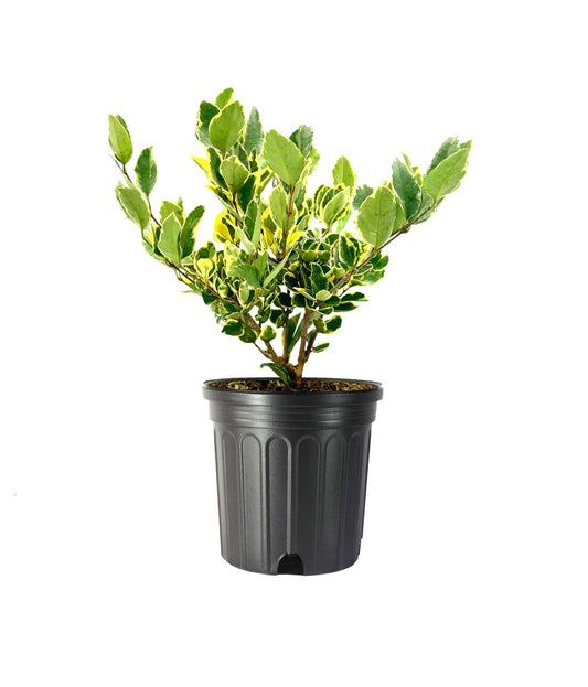Ligustrum Japonicum Jack Frost Privet | 1 Large Trade Gallon Size Plant I Live Variegated, Fast-Growing, Evergreen Shrub for Stunning Ornamental Landscaping, Ideal for Privacy Hedges