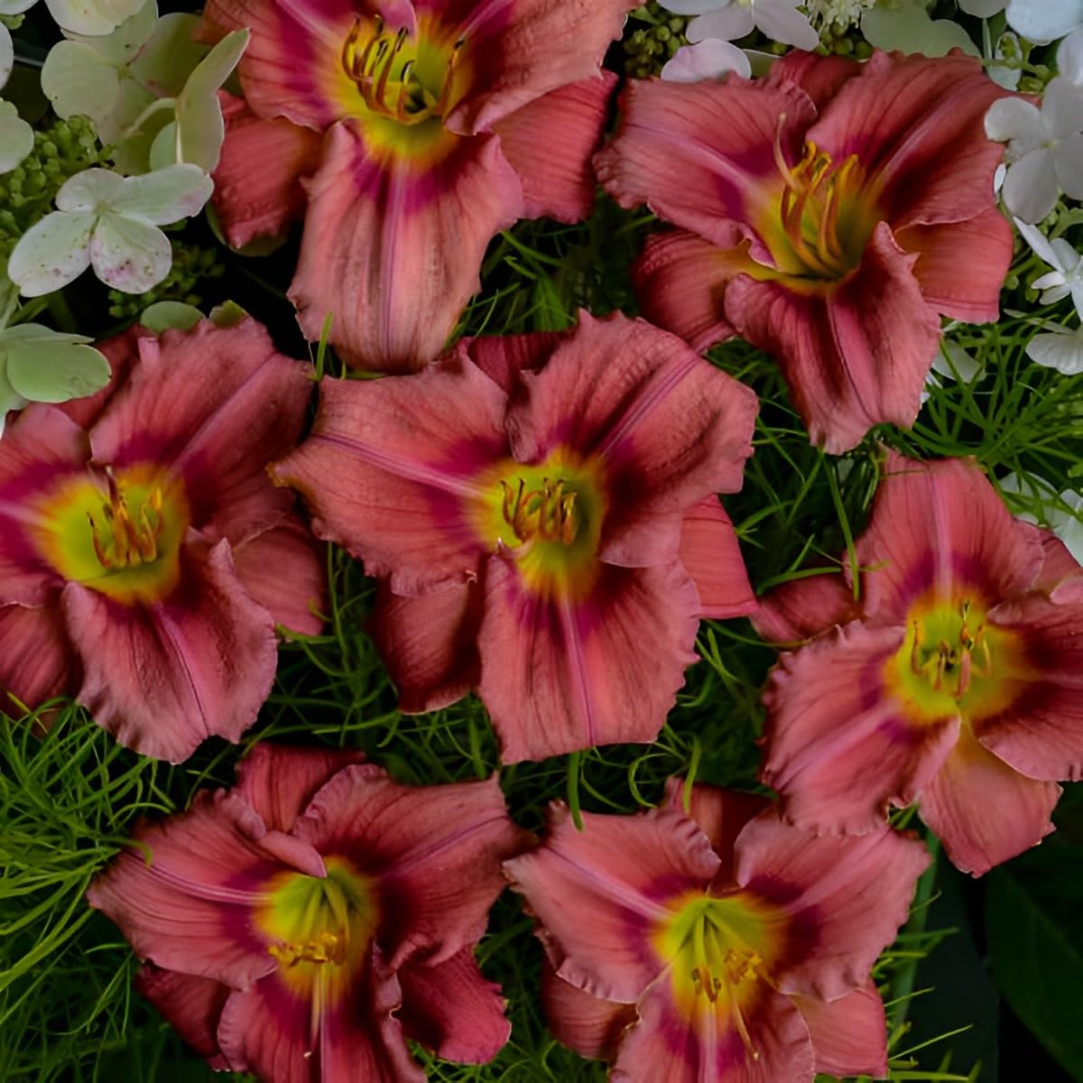 Votaniki Hemerocallis 'Rosey Returns Daylily' - Long Blooming, Perennial Daylily Bare Root for Plant | Perfect Addition to Any Garden - Easy to Gow and Low Maintenance (4 Pack)