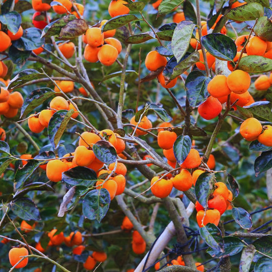 Persimmon Tree Live Plant, 6 to 12 Inches Tall Size Plant, Quart Pot, Dormant in Winter