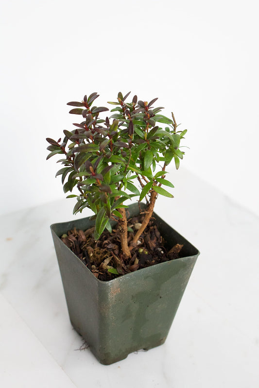 Generic Bonsai Starter Myrtle Compacta Plant Gift Mini Starter Plant 2 inch Pot Outdoor Zen Garden Gift for Mom (1), Green
