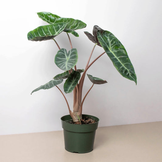 Alocasia Pink Dragon | Live Plant for Indoor & Outdoor | for Living Room, Office, Bathroom | (6" Pot)