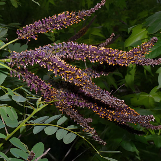 5 Amorpha fruticosa Live Plants 6–12 Inch | False Indigo Bush Starter Tree | Fast-Growing Native Plant with Showy Purple Blooms | Great for Wild Gardens