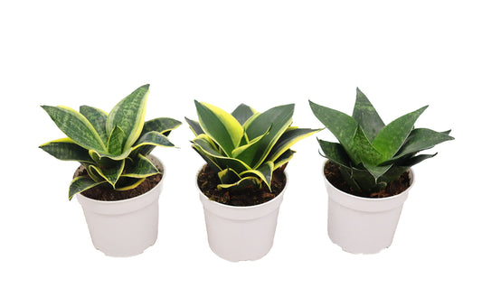 Sansevieria Snake Plants, Live Indoor Plant (3 Assorted Varieties, 4 inch)