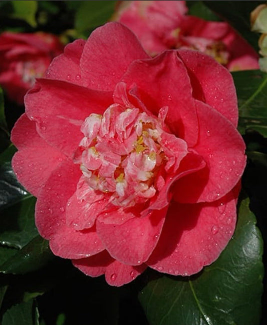 Live Plant - Camellia Japonica-Live Starter Plant