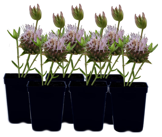 Willowy Mint 6 Live Plants (Monardella viminea) – California Native Wildflower for Outdoor Gardens, Drought Tolerant Pollinator Friendly Landscaping