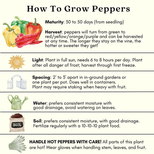 Clovers Garden Shishito Japanese Sweet Pepper Plants– Two (2) Live Plants – Non-GMO - Not Seeds - Each 4" to 8" Tall – in 4" Inch Pots – Sweet, Elongated Shape