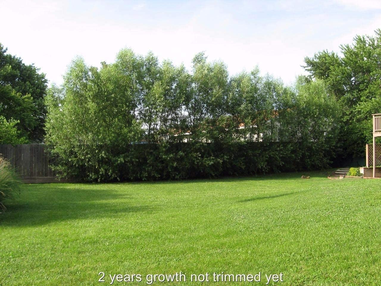 Dozen Hybrid Willow Trees, Fastest Growing Shade or Privacy Tree - Austree Hybrid Willow Tree - 12 Live Trees
