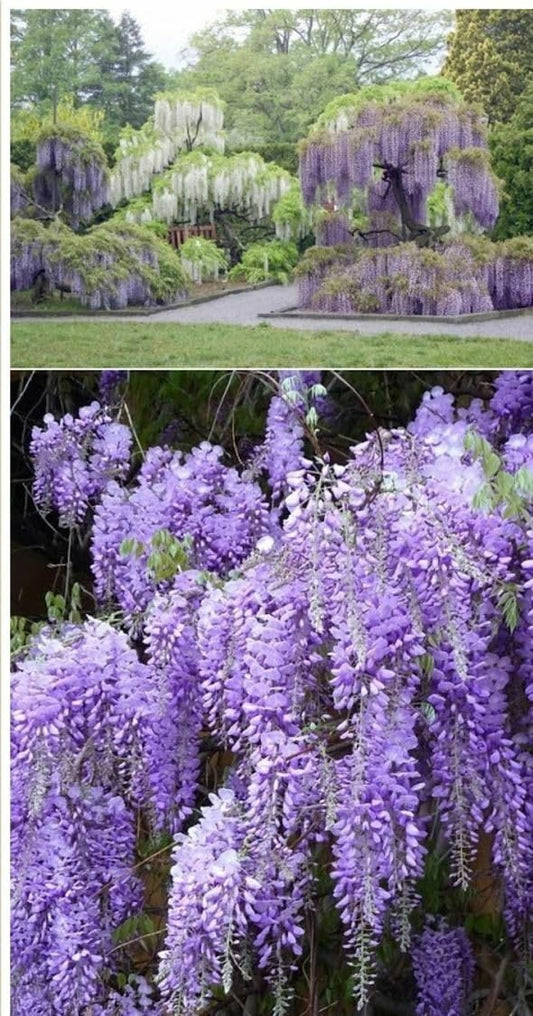 Live Plant - Blue Japanese Wisteria Vine - 12-18" Tall Live Plant - 2.5" Pot - W. floribunda