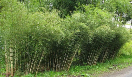 50 Umbrella Bamboo Seeds Perennial Ornamental Seed Privacy