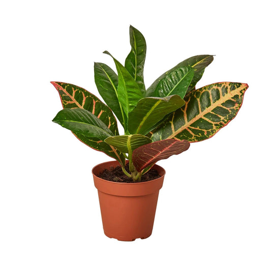 Croton Petra 'Joseph's Coat' | Live Plant for Indoor & Outdoor | for Living Room, Office, Bathroom | (4" Pot, White Cylinder)