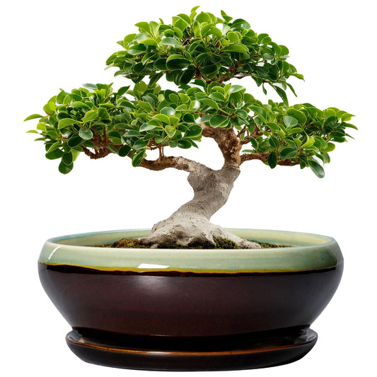 SQOWL Bonsai Pots 12 Inch - Large Ceramic Pots for Succulents with Drainage Hole and Saucer, Shallow Planter for Indoor Plants Outdoor, Round Planter Bowl, Office Decor, Gifts for Women, Green-Brown