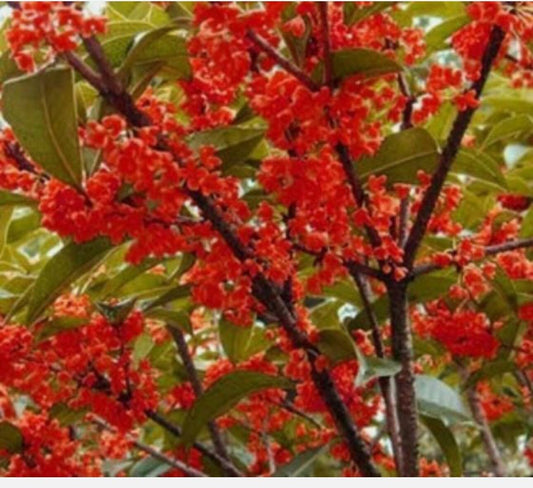Live Plant - Beni Kin Mokusei Red Sweet Tea Olive Osmanthus Fragrans Rooted Starter Plant