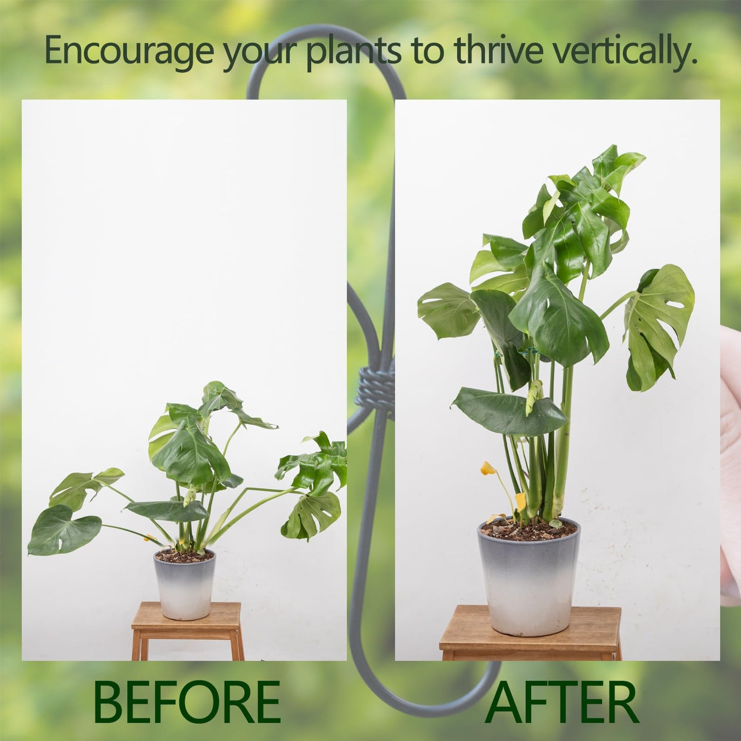 Yohsnor Monstera Plant Stem Support 5 Pcs - 7.5” Indoor Plant Stabilizer Holder for Monstera & Climbing Plants - Durable, Lightweight, Easy to Use for Optimal Growth & Stability - Home Décor Friendly