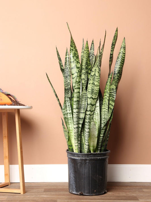 Snake Plant 'Zeylanica' | Live Plant for Indoor & Outdoor | for Living Room, Office, Bathroom | (10" Pot)