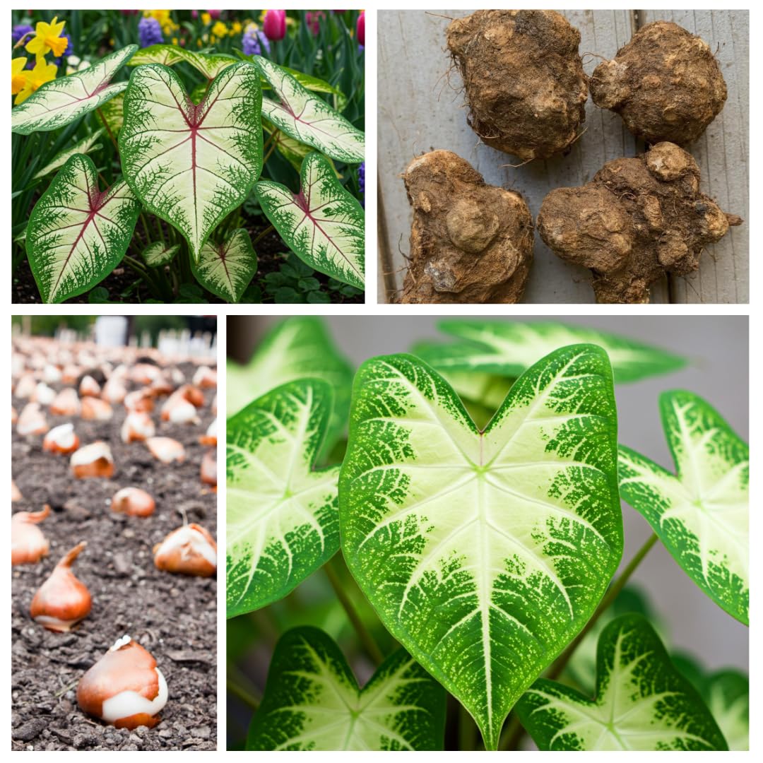 Constellation Caladium Bulbs for Planting - Perennial Hosta, Elephant Ears, Fancy (10 Bulbs)