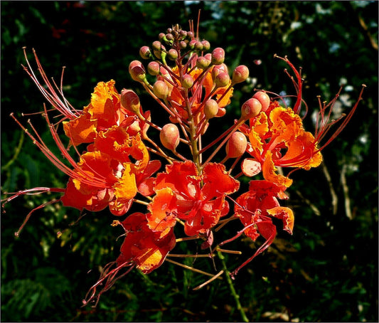 5 Dwarf Poinciana Red Bird of Paradise Seeds