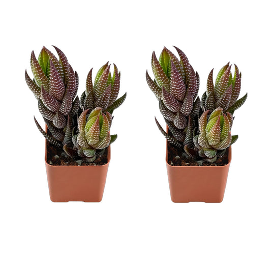 Succulents Set, 2 Pack Haworthia coarctata VAR. adelaidensis, Live Succulents Fully Rooted, Approx 2-inch Large, Unique Gift