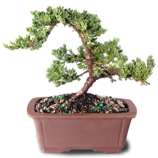 Brussel's Bonsai - Live Green Mound Juniper Bonsai Tree in Bonsai Pot, Outdoor Bonsai Tree Live Plant, 5 Years Old, 6-10 Inches Tall, Easy Care Evergreen Bonsai for Patio Garden Décor (Medium)