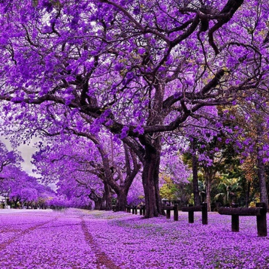 Live Jacaranda Tree Plant, Purple Blue Flowering Jacaranda, 6-10 Inches Tall for Indoor or Outdoor Gardens