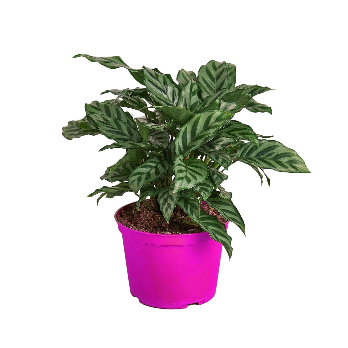 3 Pack Calathea Concinna 'Freddie' - 6" Pot in 6in Pot - Live Tropical Houseplant - Easy to Grow | Air Purifying | Pet Friendly | Variegated | USA Growers | The Snobby Leaf
